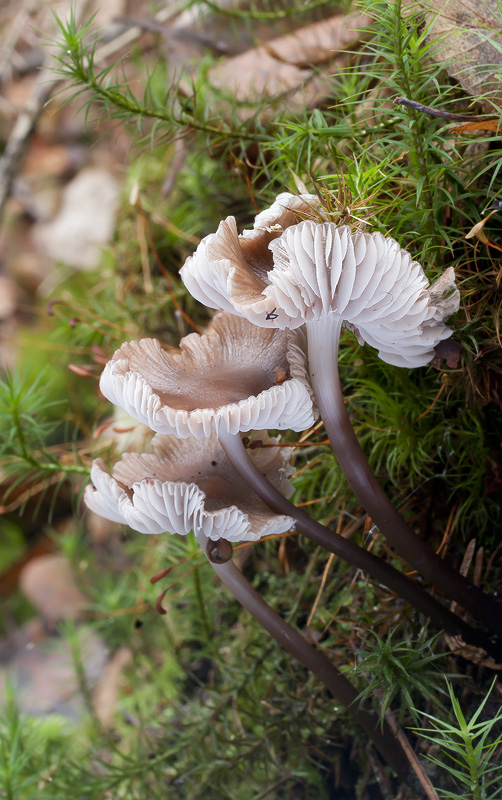 Mycena maculata